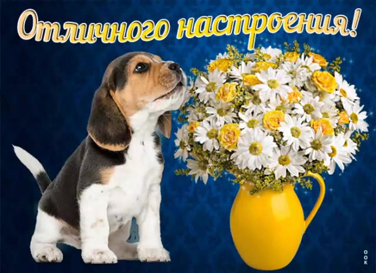 Хорошего вторника отличного настроения