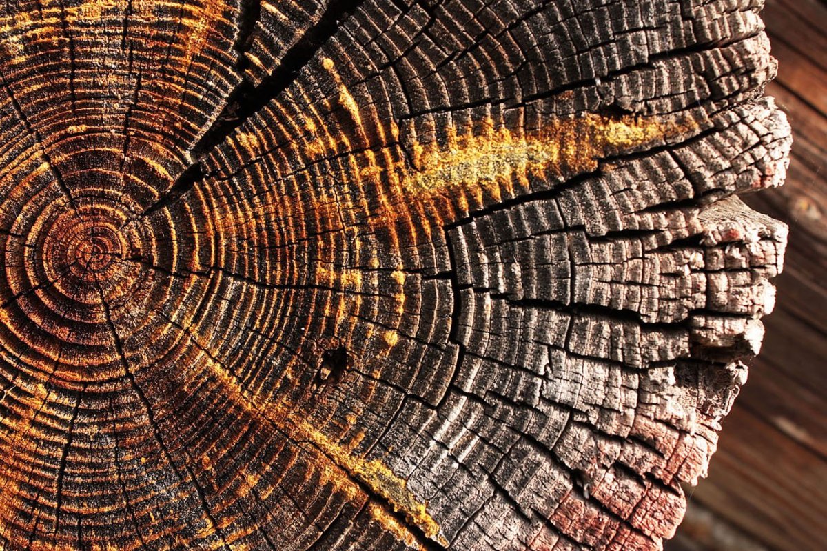 Спил дерева