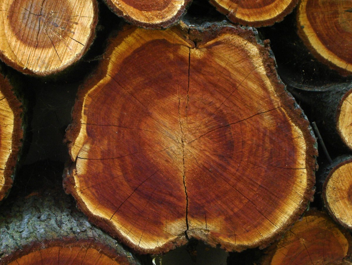 Сруб дерева