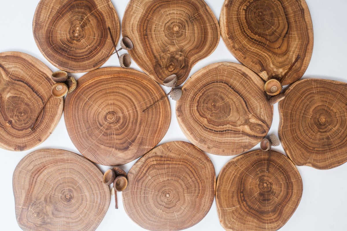 Дуб срез древесины