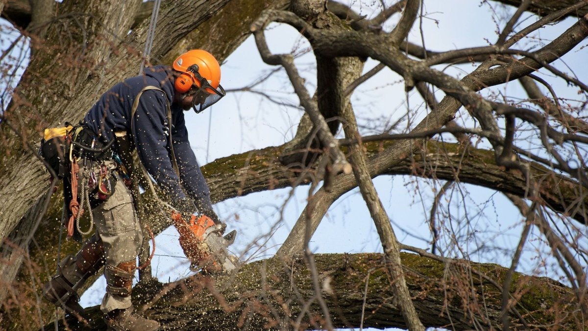 Выпиловка аварийных деревьев