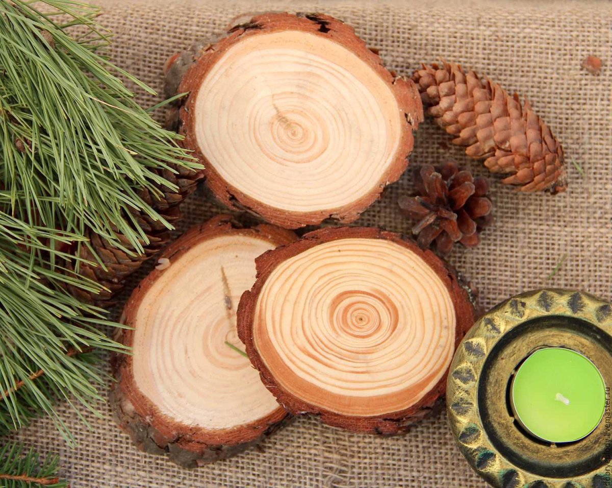 Кедр древесина спил