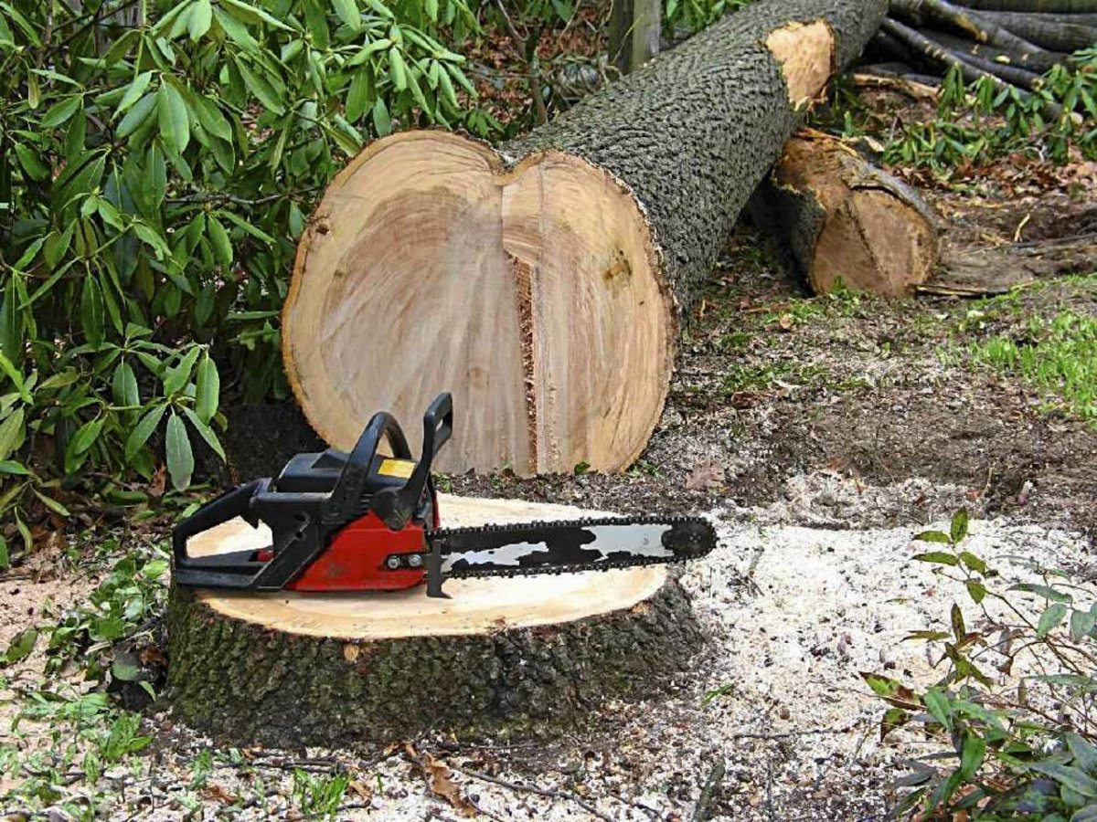 Спиленное дерево