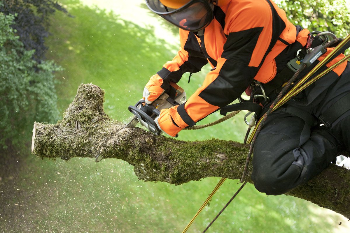 Shtil валка деревьев