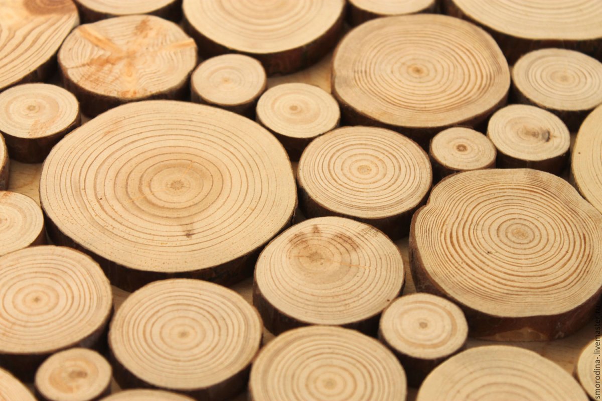 Ангарская сосна спил