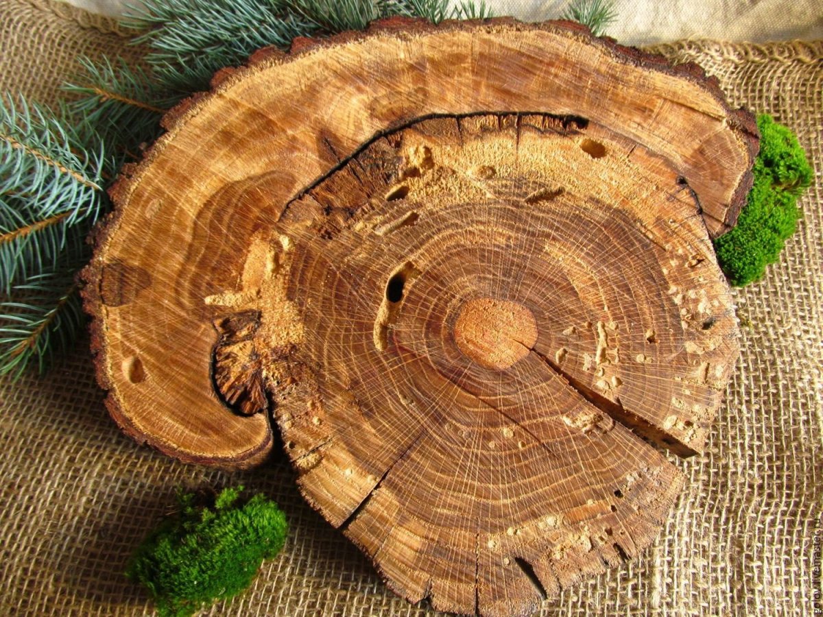 Красивый срез дерева