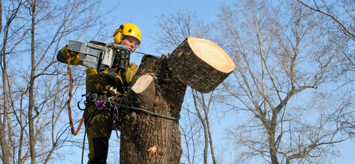 Спил аварийных деревьев реклама