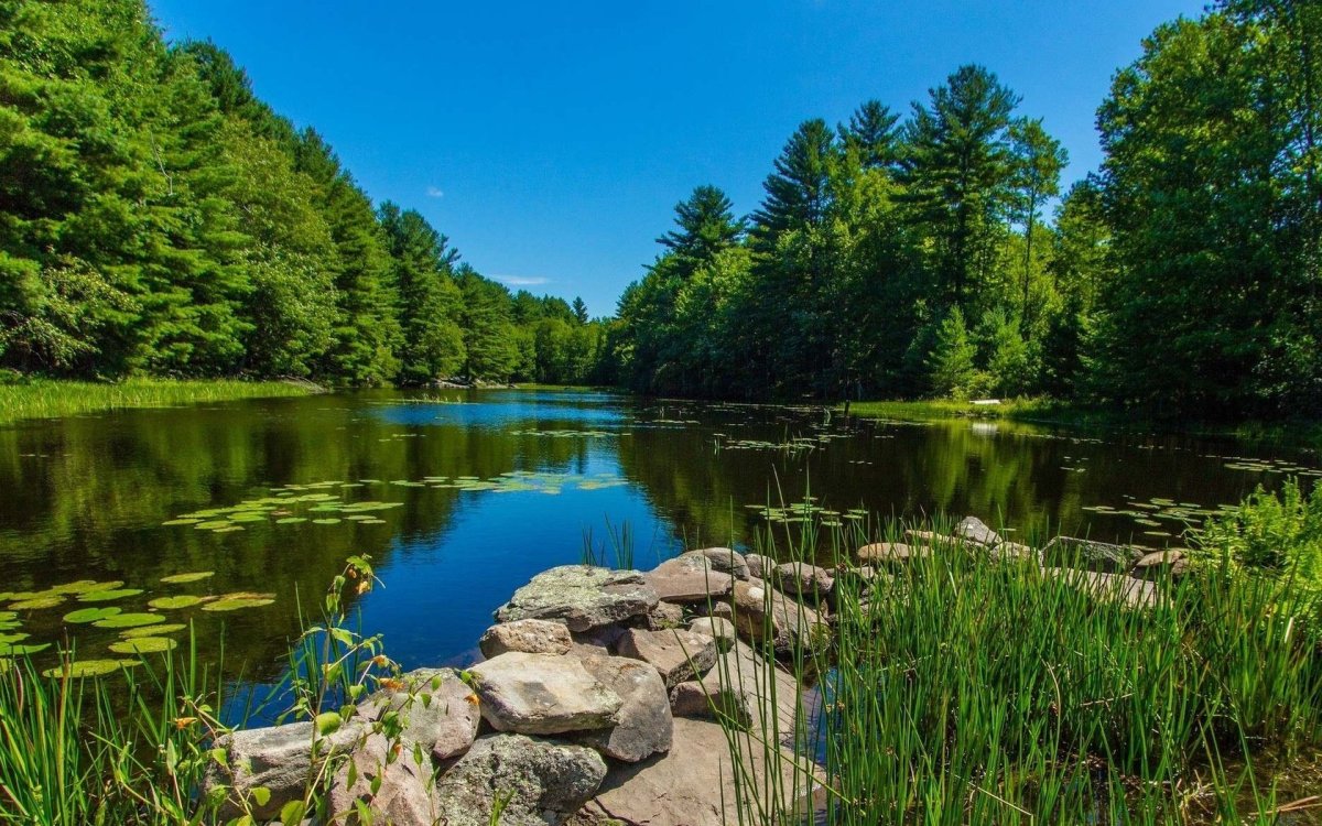 Река в лесу