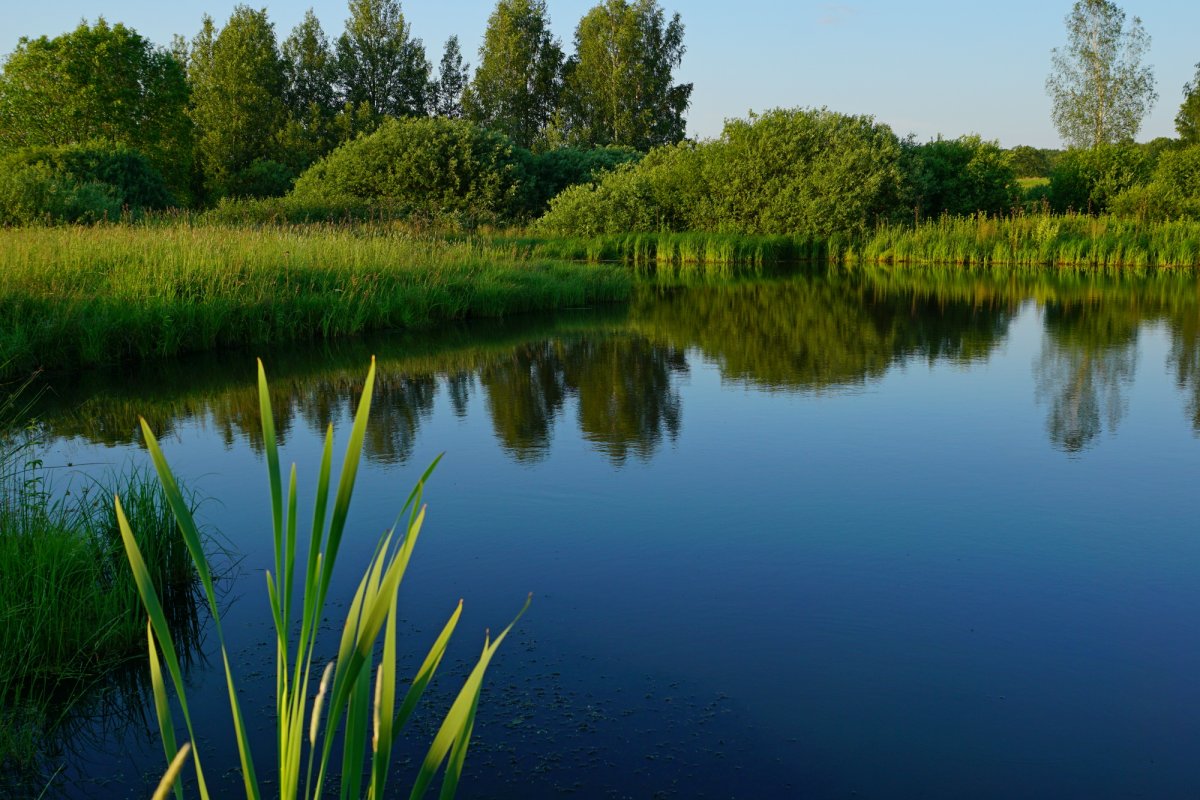Пруд в Назарьево