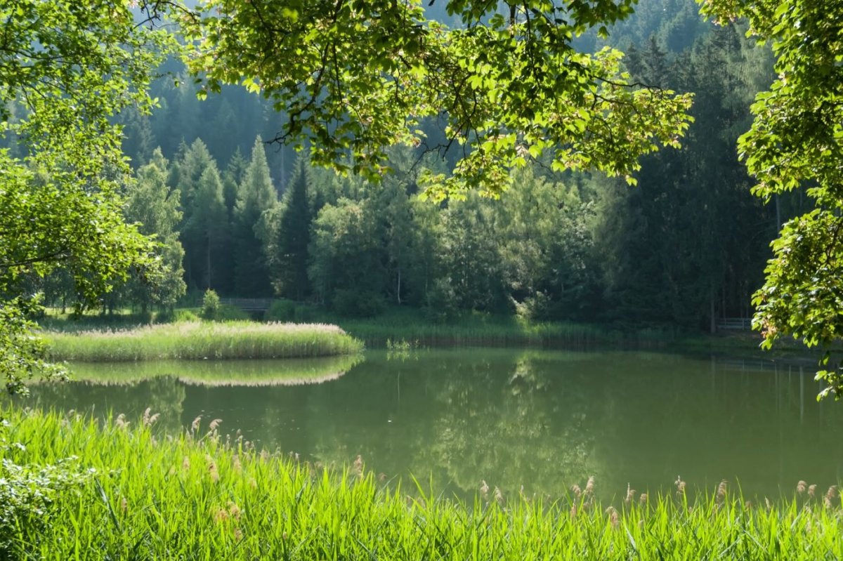 Природа лес озеро