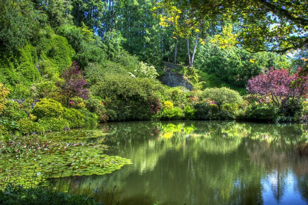 Красивый пруд