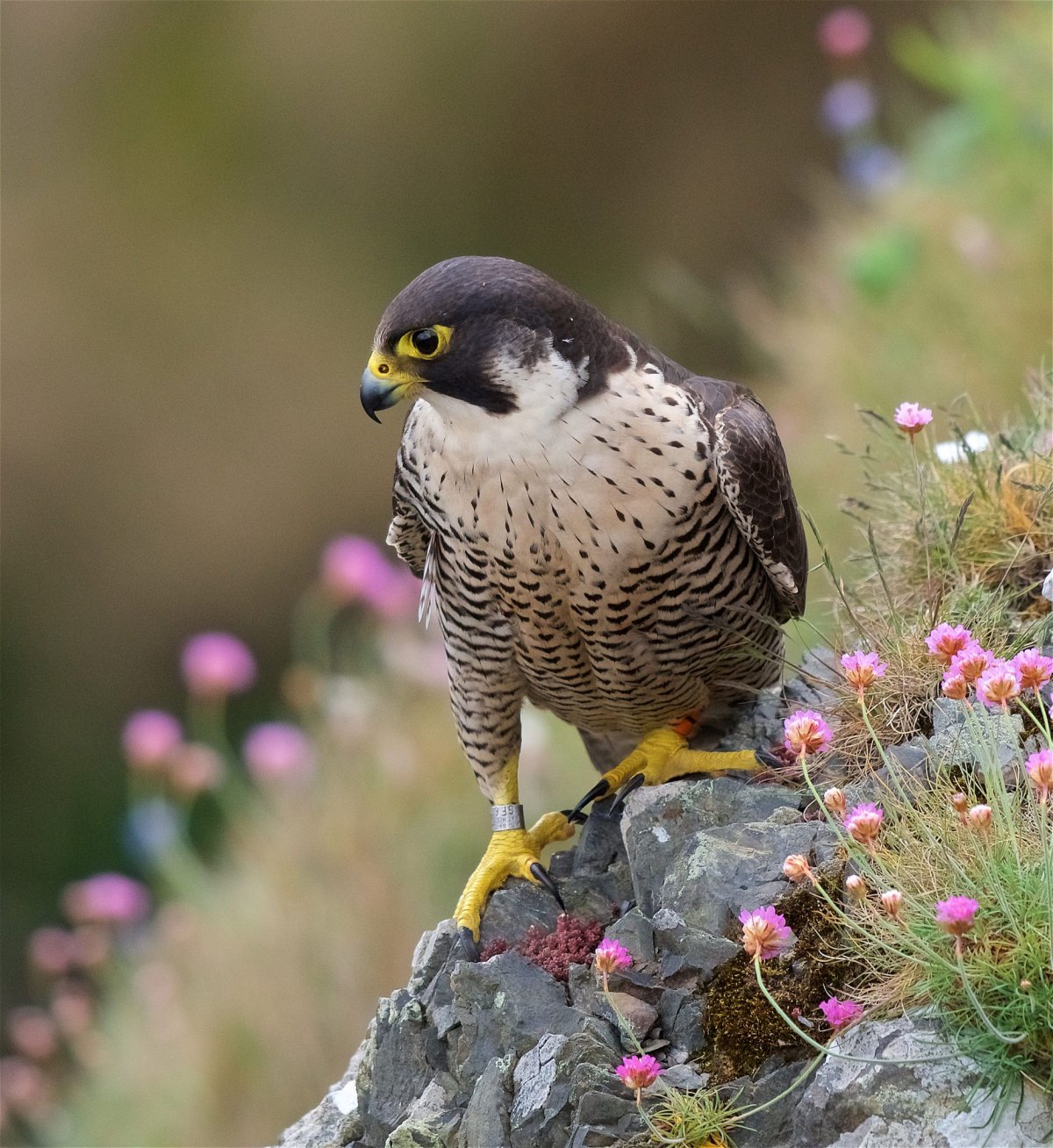 Сокол Сапсан самка