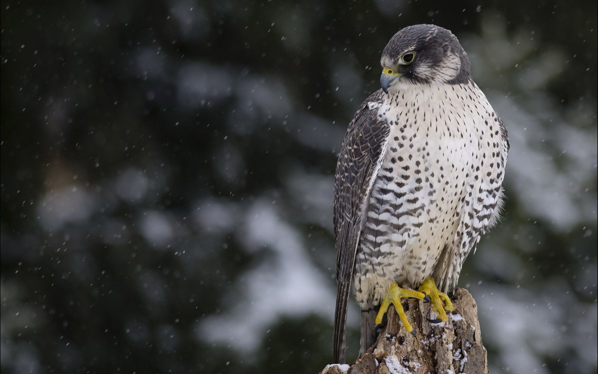Сапсан птица