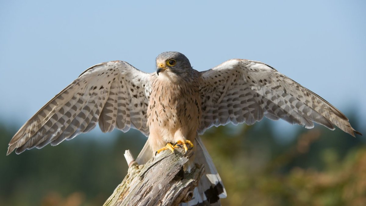 Молуккская пустельга