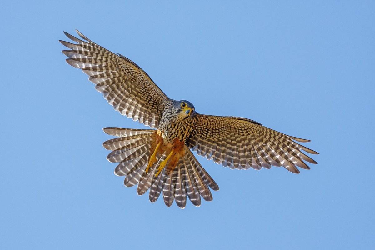 Сокол Сапсан Крылья