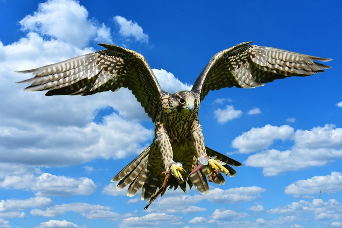 Сокол в небе