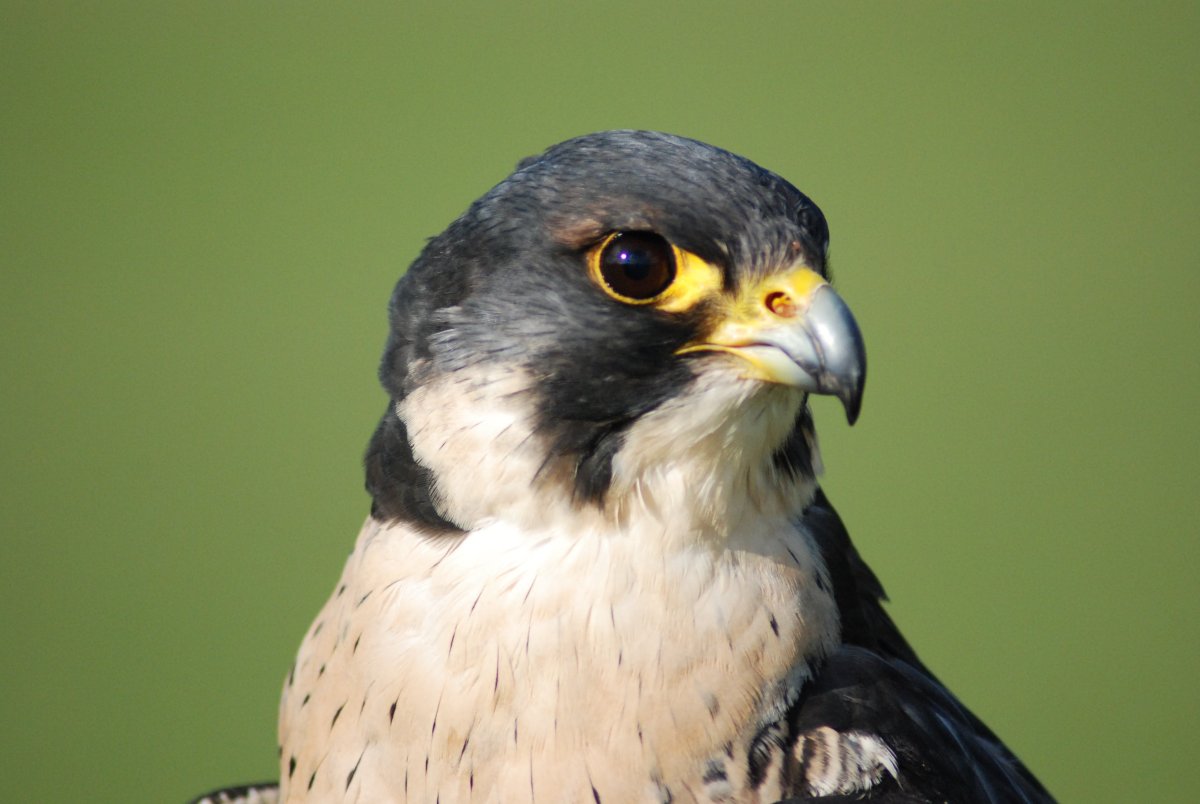 Сокол Сапсан