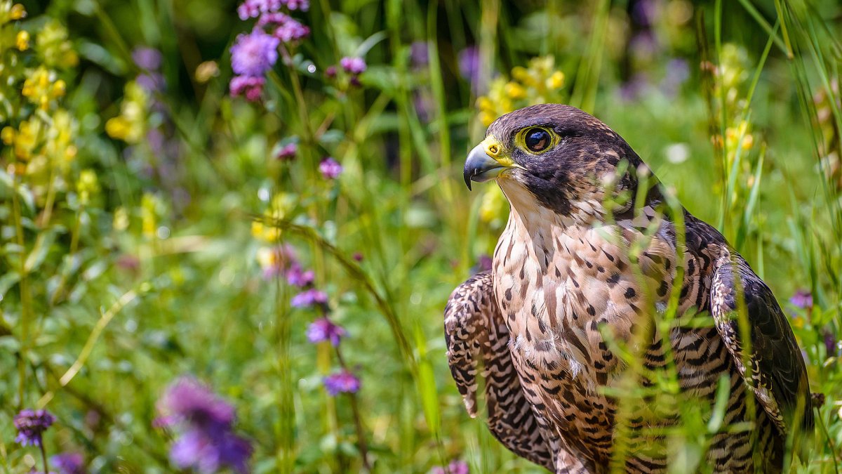 Сокол Сапсан Крылья