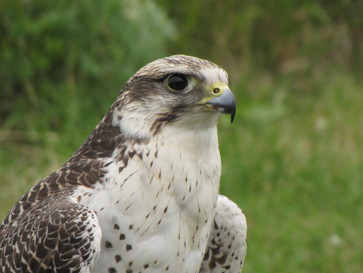 Сокол Сапсан