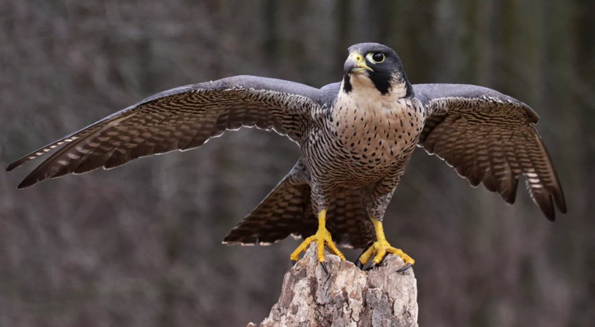 Сокол в небе