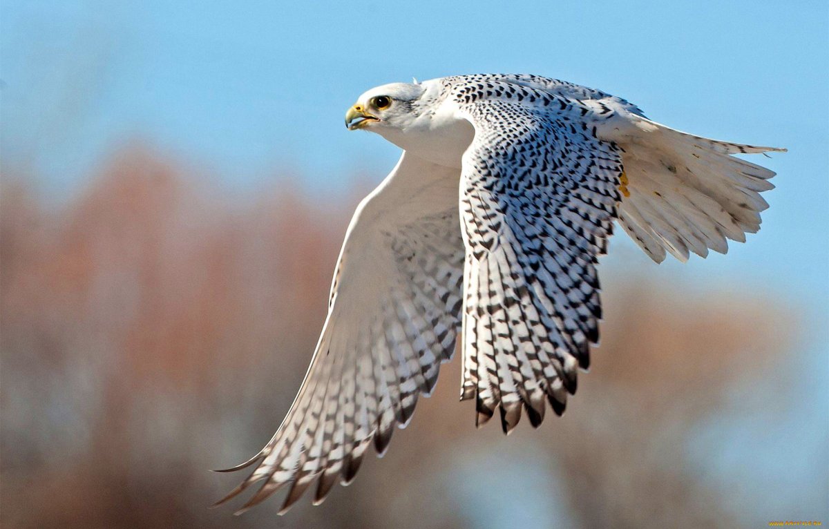 Кречет балобан