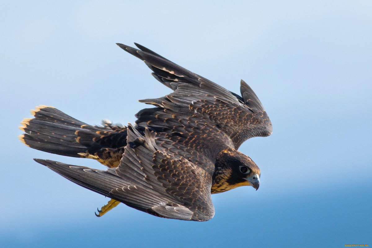 Сокол Сапсан птица