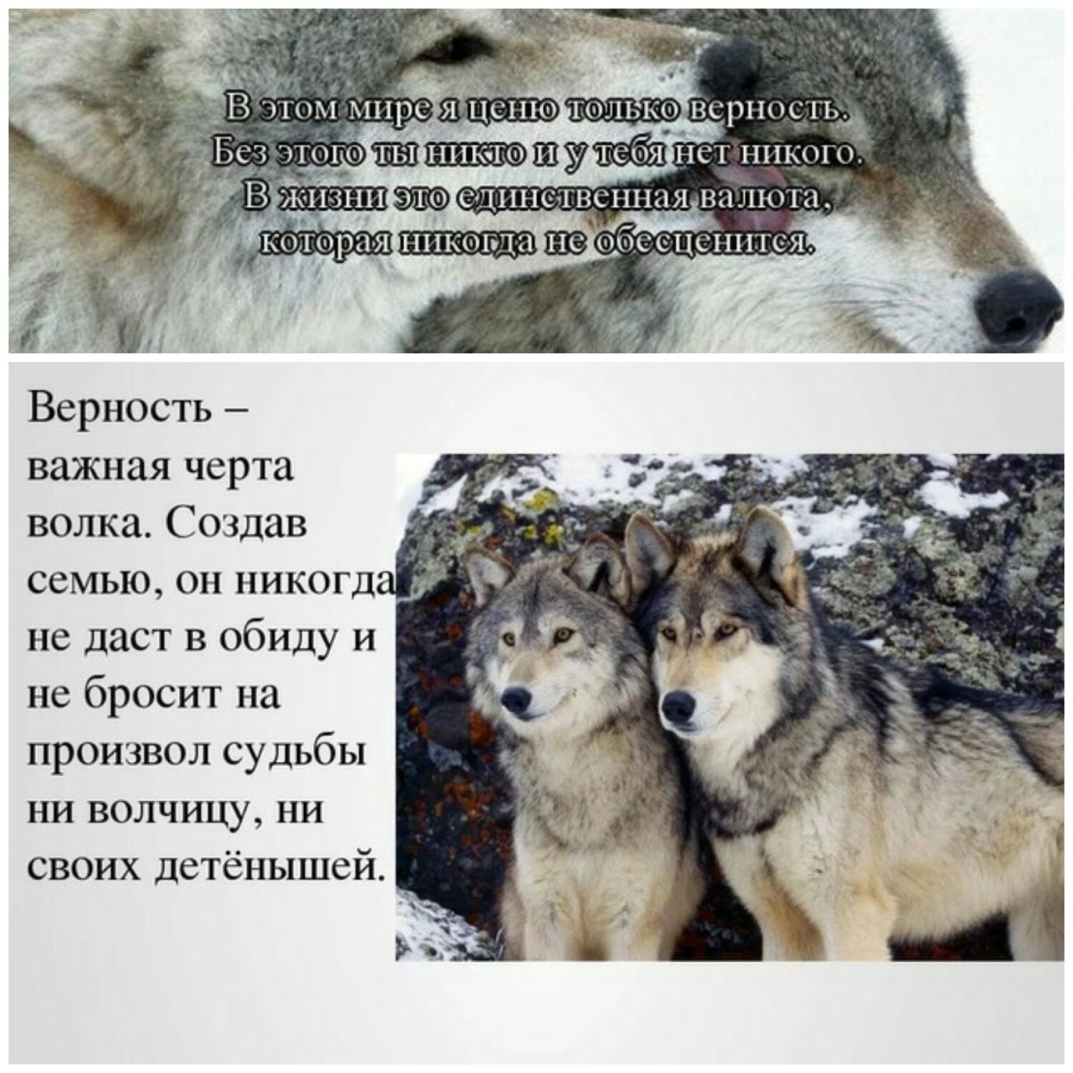 Томм Мур Wolfwalkers