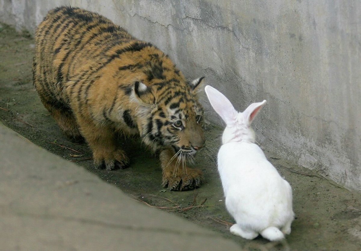 Тигр и заяц