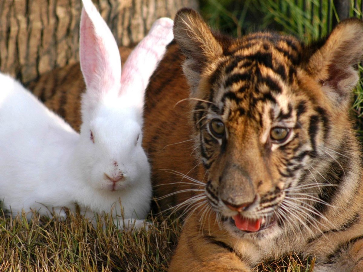 Тигр и заяц
