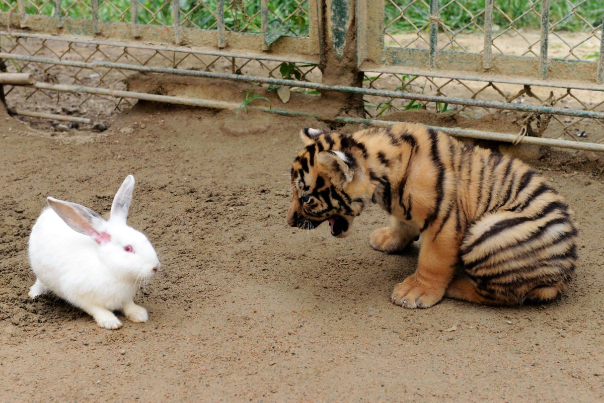 Тигровый кролик