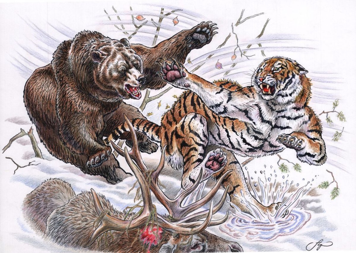 Анималист Вадим Горбатов тигр