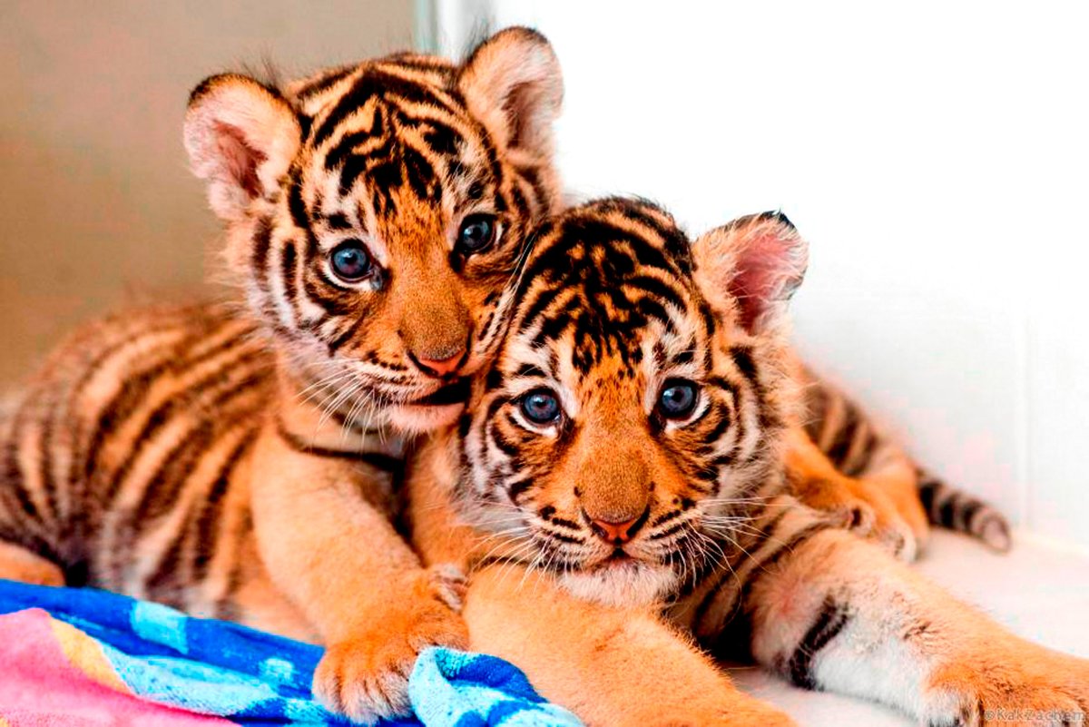 Маленький тигр