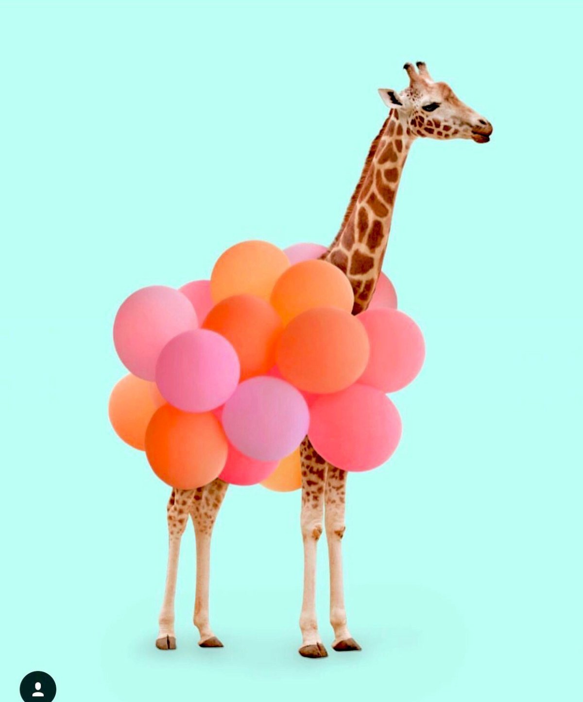 Жирафику в день рождения