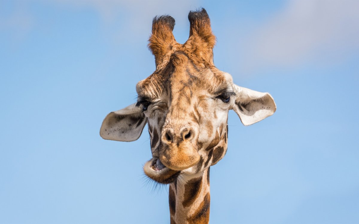 Прикольные животные