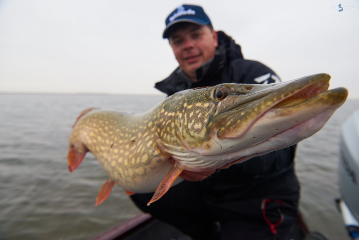 Алексей Шанин Рыбное