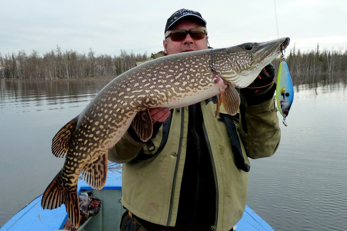 Щука на 28 кг