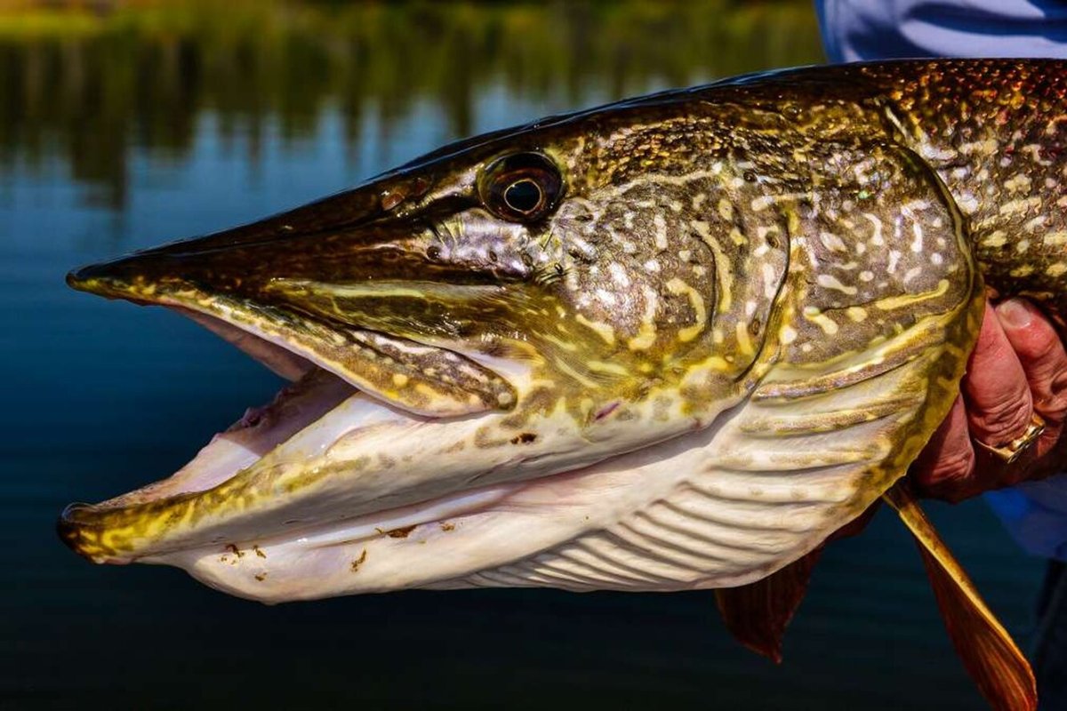 Рыба щука большая