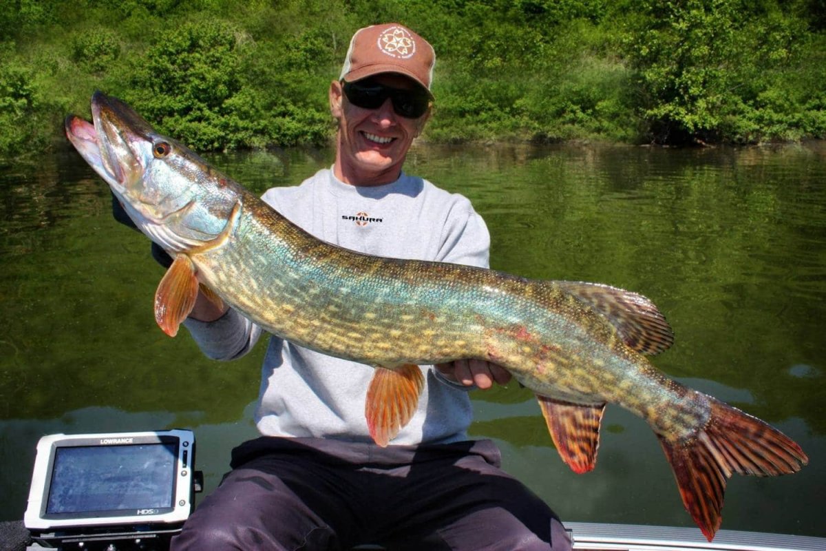 Рыба из лунки