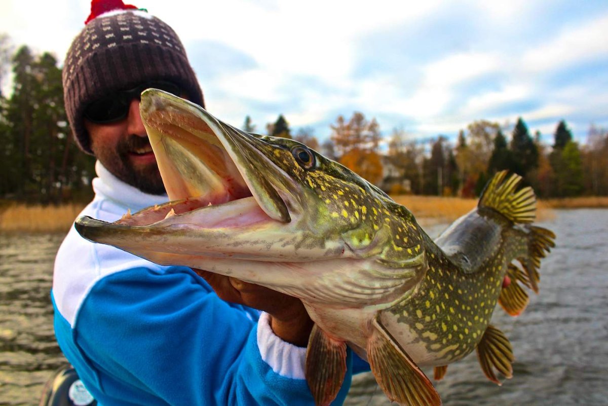 Красивая щука