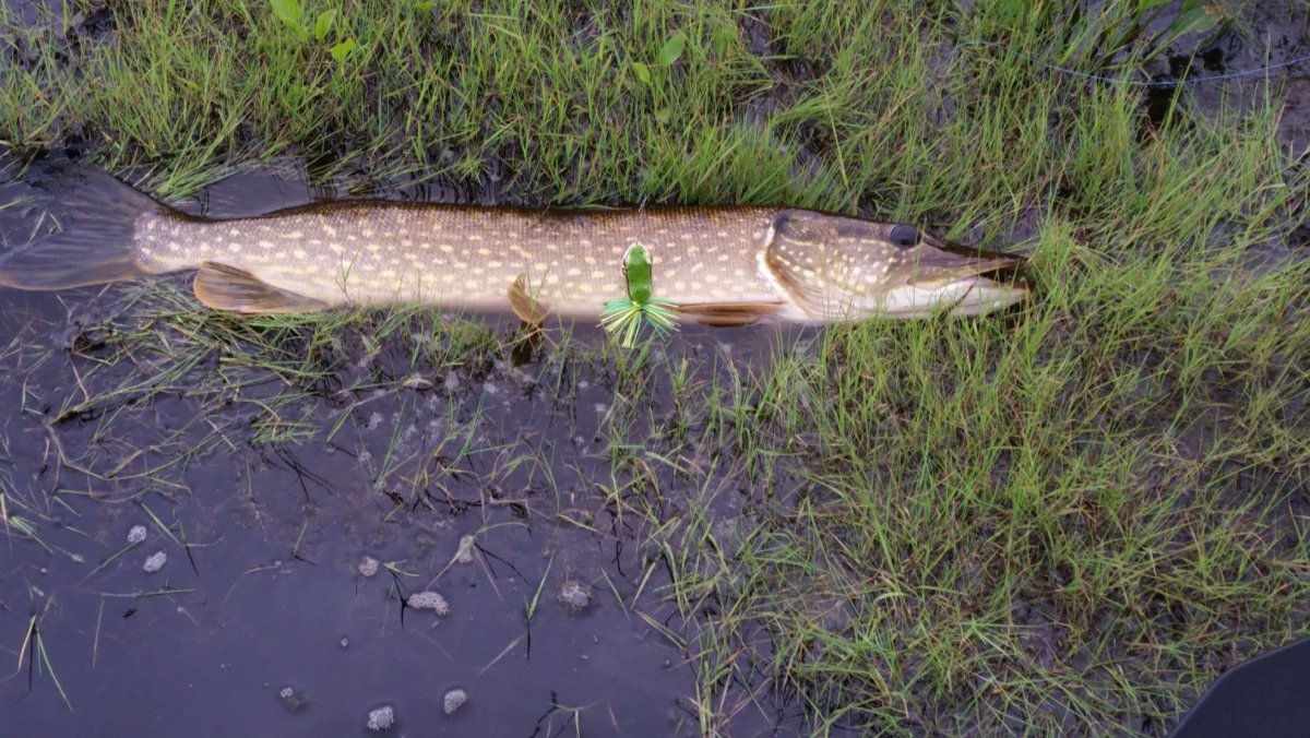 Улов рыбы на Оби