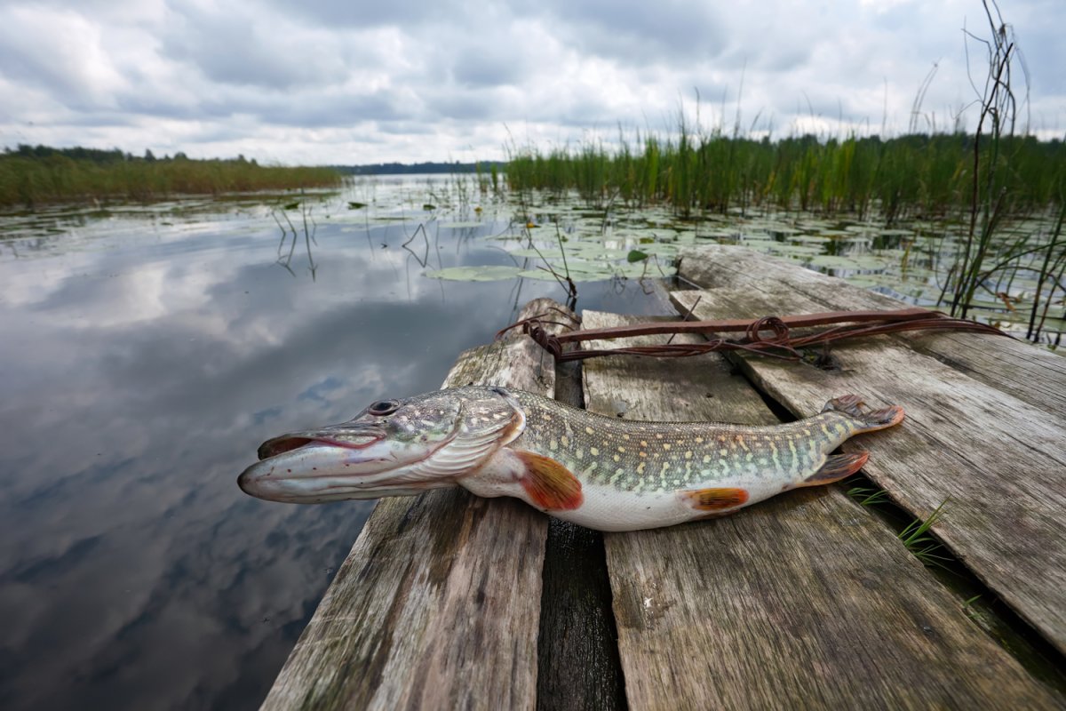 Рыба фаршированная (Судак, щука)