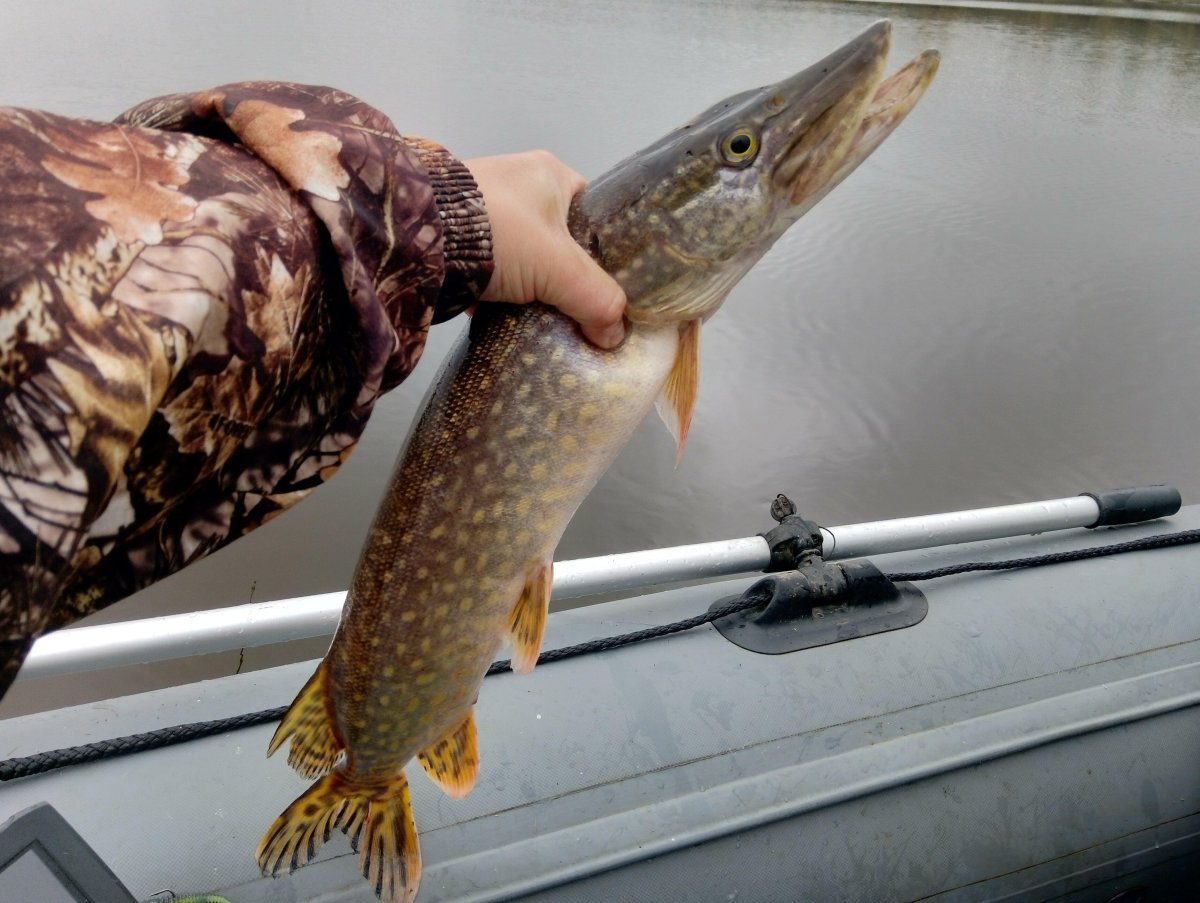 Щуку щуку фаршированную