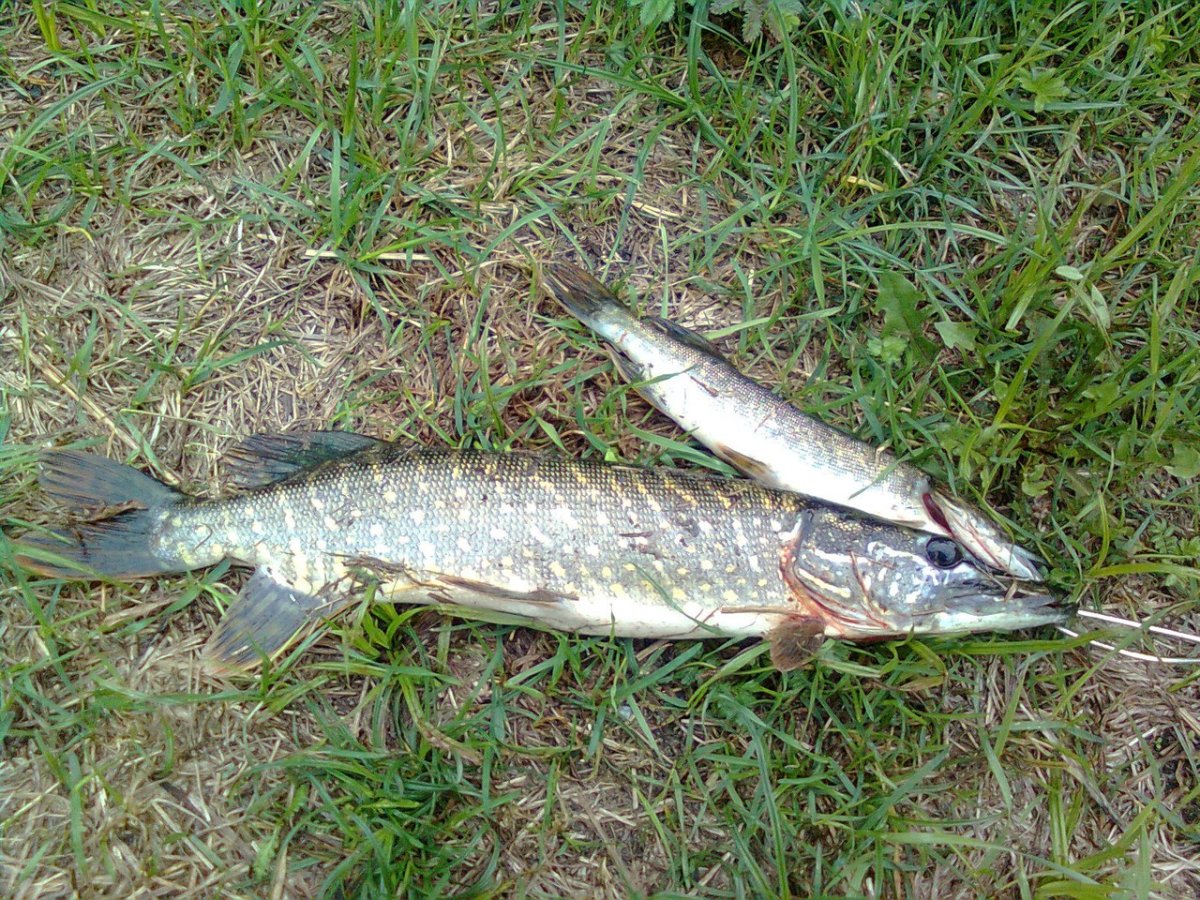 Старая щука