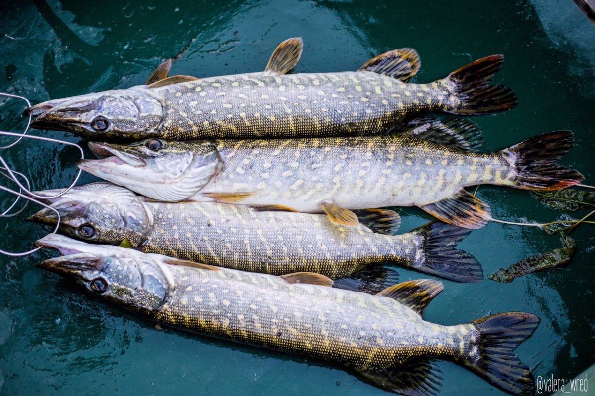Мужчина с большой рыбой