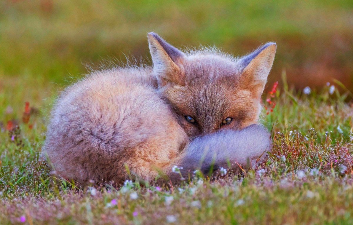 Лисуня Лисуня