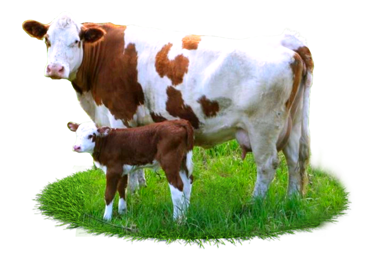 Корова для детей