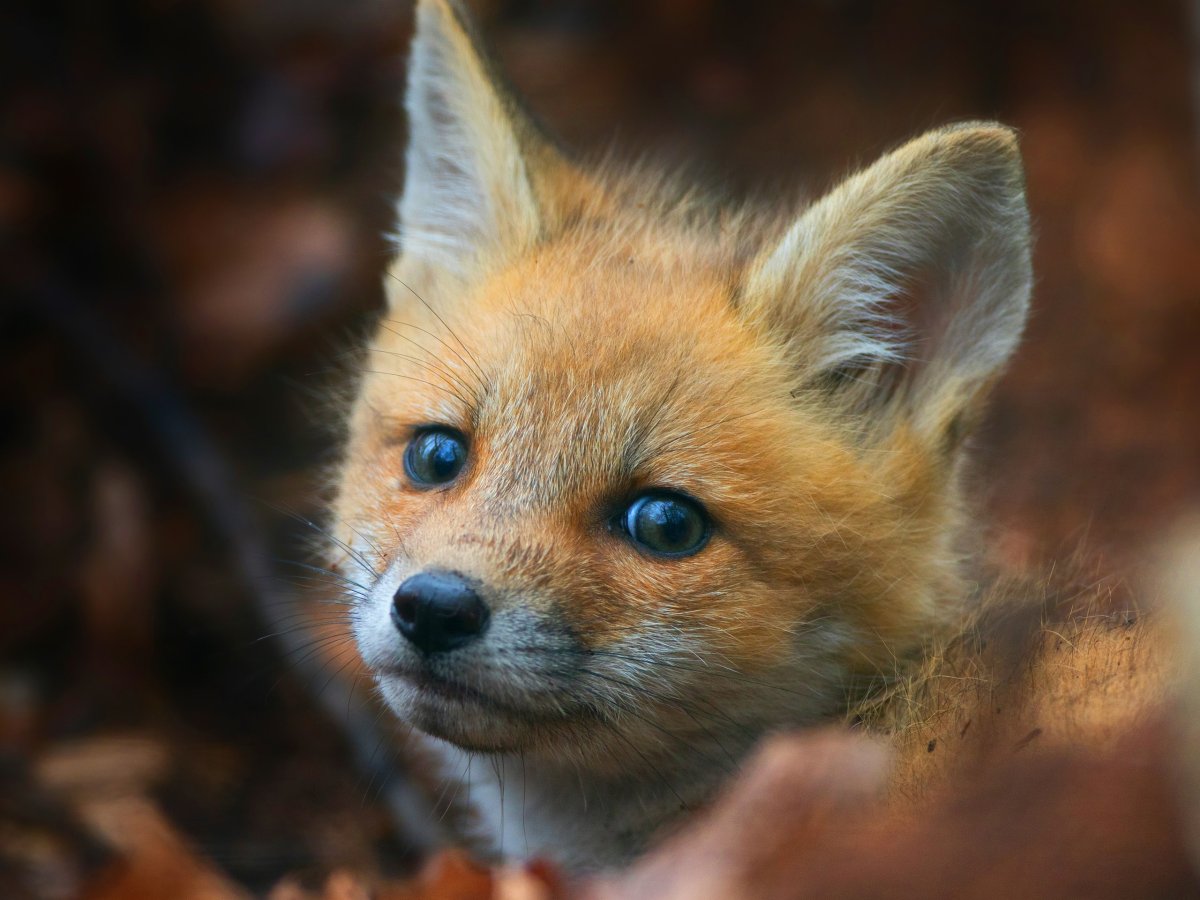 Бузяка Лисик