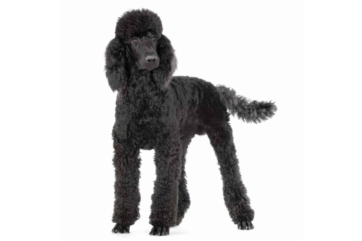 Мальвина Пьеро Артемон