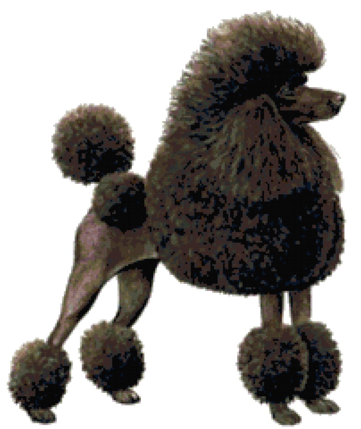 Королевский пудель нестриженный