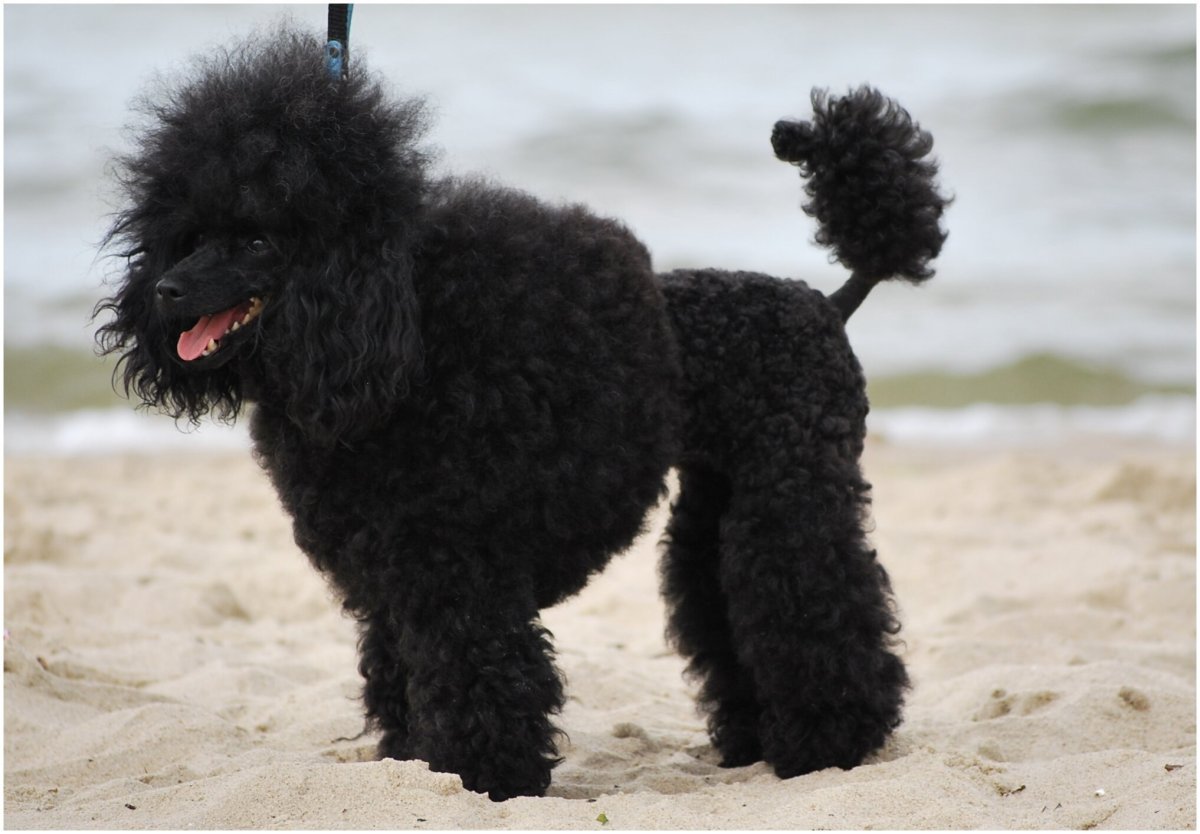 Рисование пуделя для детей